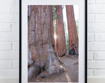 Sequoia National Park print, Giant Forest photo, tree photography in color, redwood photo, vertical wall art, large picture, 5x7 to 40x60"