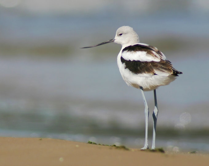 American Avocet print, shorebird photo, unique bird wall art, wildlife print, lake house decor, framed bird art, bird canvas, 5x7 to 16x24"