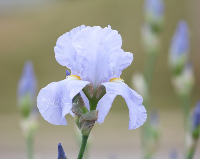 Blue Iris print, periwinkle blue flower art, floral photography in color, flower photo, large paper or canvas picture, 5x7 to 32x48 inches