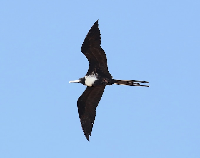 Magnificent Frigatebird print, Florida wildlife art, bird wall art, female frigate bird in flight photo, Florida nature gift, 5x7 to 16x24"