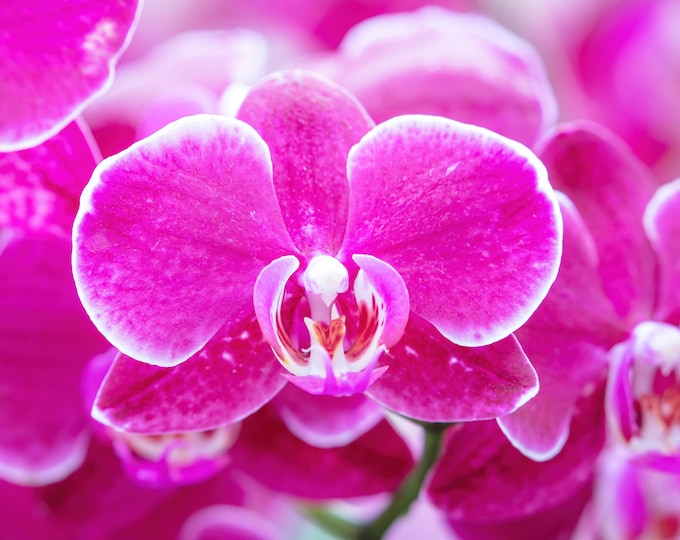 Phalaenopsis Orchid print, pink orchid in bloom, fuschia art, floral wall art, flower photography, large canvas photo decor, 5x7 to 40x60"
