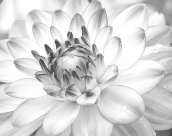 Dahlia wall art, black and white flower print, Dahlia photo, floral art, flower decor, photography, large canvas picture, 5x7 8x10 to 32x48"