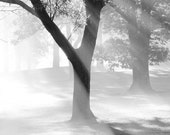 Trees in fog photo print, black and white art nature photography, Sunrays, wall home decor, large canvas 8x10 11x14 12x18 16x20 20x20 20x30