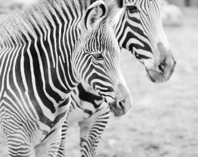 Zebras art photo print, nursery art wall decor, paper or canvas picture, black and white stripes, animal photography 8x10 11x14 16x20 20x30