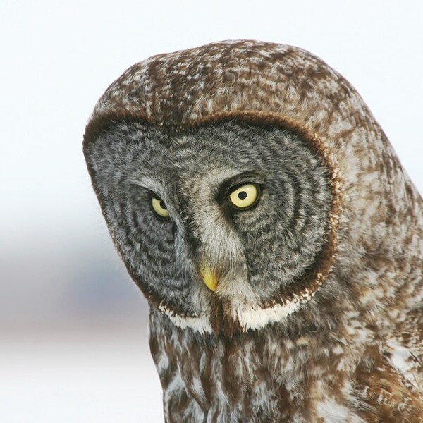 Great Grey Owl print, owl wall decor, bird wall art, wildlife photography print, nature art print, owl canvas picture, 5x7 8x10 12x12 12x18
