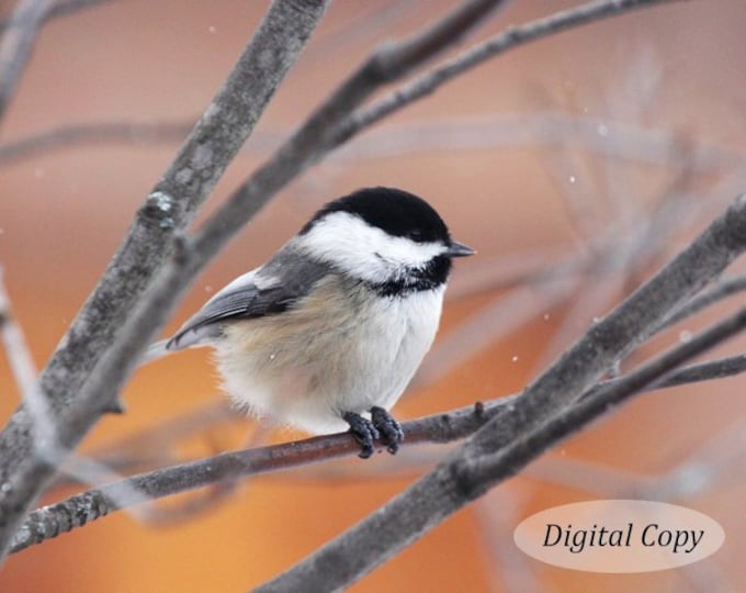 Chickadee picture, INSTANT DOWNLOAD, printable bird photo, digital copy, nature photography art, 5x7 to 12x18" wall decor, MF MFphotoart