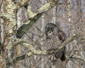 Great Grey Owl photo print, in the woods, bird of prey picture, nature art photography, gray canvas, wall home decor 5x7 8x10 12x12 12x18