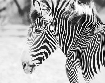 16x20 inch CANVAS print, 30% off sale, Zebra print, black and white picture, animal photography wall art, photo home decor, only 1 available