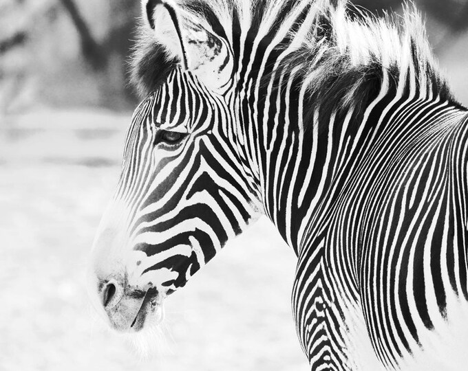 Zebra photo print, black and white picture, zoo animal, wall art nature photography gift, paper or canvas, nursery decor 8x10 11x14 to 30x45