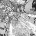 hgaedtke reviewed Black and white art, birch trees canvas or print, large photo, trees photography, wall home decor gift 8x10 11x14 12x12 12x18 16x20 20x30