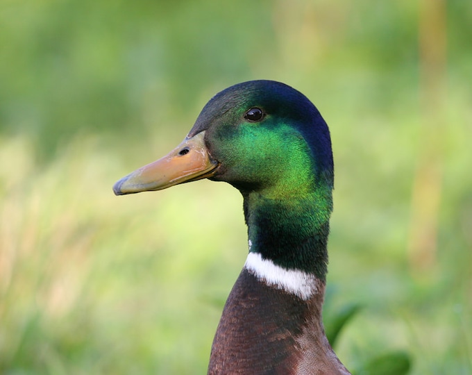 Drake Mallard, duck photo print, nature photography, bird picture, green wall art, paper or canvas home decor, 5x7 8x10 11x14 to 16x20 16x24