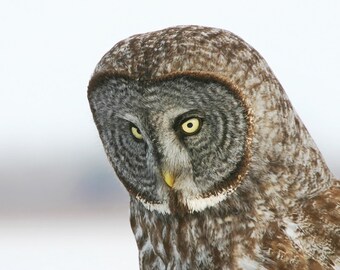 Great Grey Owl print, owl wall decor, bird wall art, wildlife photography print, nature art print, owl canvas picture, 5x7 8x10 12x12 12x18