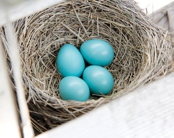 Robin Nest with eggs, nature art photography, large photo print, spring picture, blue paper or canvas wall decor 8x10 11x14 16x20 20x30