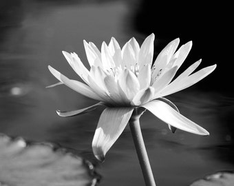 Water Lily photo print, flower art, black and white photography, large paper or canvas picture, floral wall decor 5x7 8x10 11x14 16x20 24x36