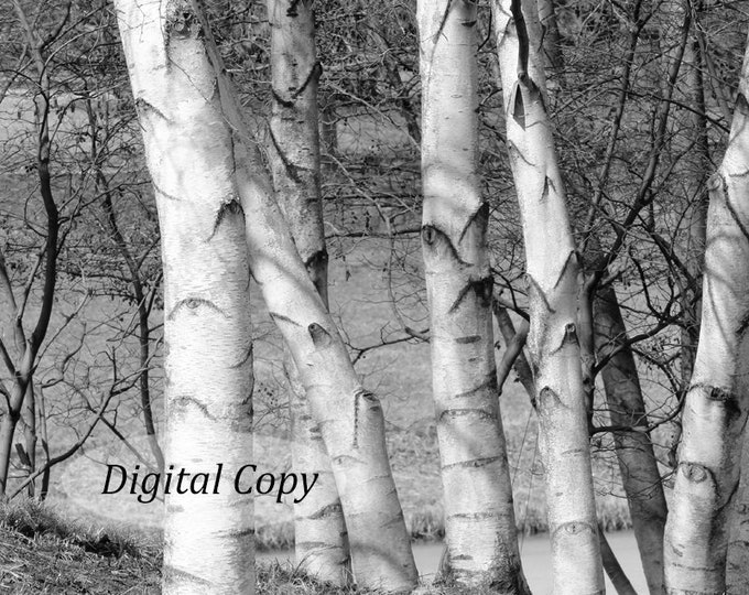 VERTICAL Birch Trees, Instant Download, digital copy, printable photo, photography art decor, black and white print, 5x7 8x10 to 12x18"