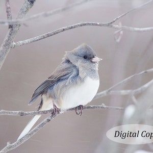 May include: A small, gray and white bird with a fluffy head perches on a bare branch against a blurry, light gray background. The bird's beak is open slightly, as if it is singing.