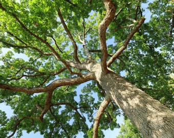 Oak Tree wall art, spring tree photography, green wall art, large tree canvas wall art, photo print, picture of tree canopy 8x10 11x14 40x60