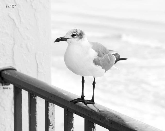 Seagull photo print, beach wall art decor, black and white bird photography, Laughing Gull picture, Mexico Beach, paper, canvas 5x7 to 24x36