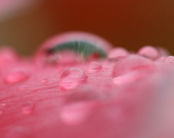 Raindrops on Pink Tulip, macro photography, print of raindrops on a flower, pink floral wall art, framed, large canvas, 5x7 to 32x48"