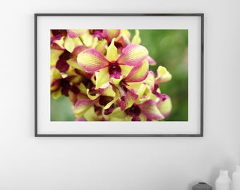 Dendrobium Orchid print, pink and yellow orchid picture, floral photography, bright wall art over couch, orchid lover gift, 5x7 to 40x60"