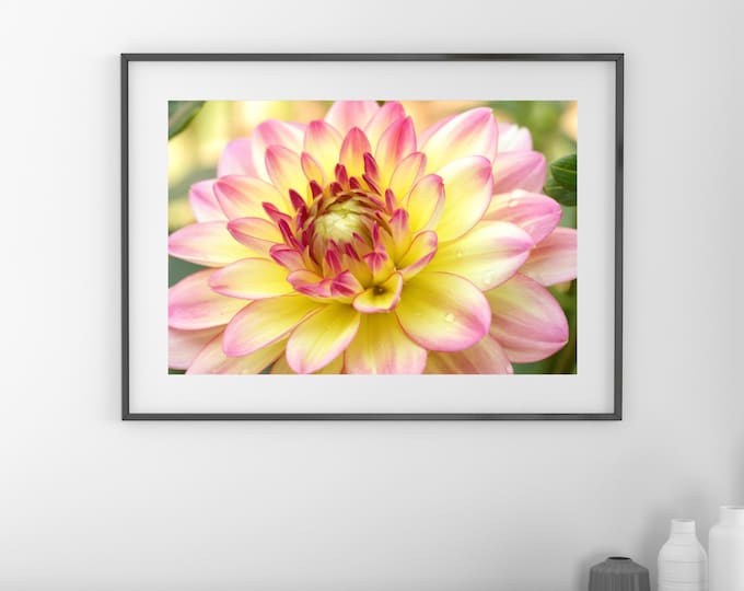 Dahlia print, colorful wall art, over the couch decor, Dahlia photo, floral decor, dahlia wall art, large floral canvas, 5x7 11x14 to 32x48"