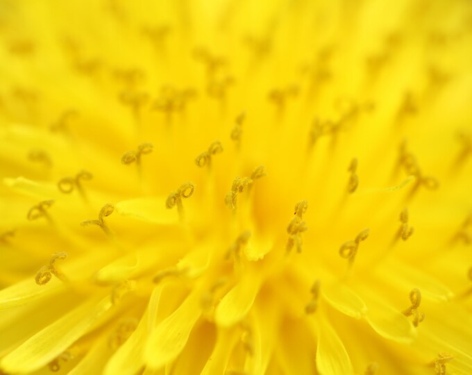 Dandelion print, floral macro photography, yellow wall art, flower decor, over the couch art, large floral canvas, 5x7 to 32x48"
