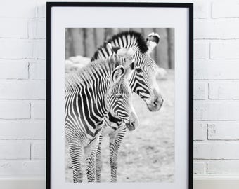 Zebras art photo print, nursery art wall decor, paper or canvas picture, black and white stripes, animal photography 8x10 11x14 16x20 20x30