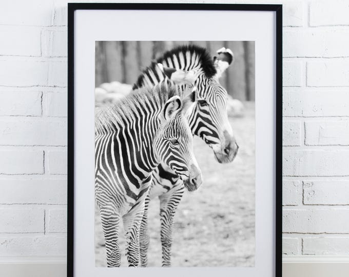 Zebras art photo print, nursery art wall decor, paper or canvas picture, black and white stripes, animal photography 8x10 11x14 16x20 20x30