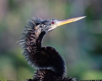 Anhinga print, Everglades wall art, bird wall art, Florida decor, bird photography, large nature art, wildlife print canvas, 5x7 to 32x48"