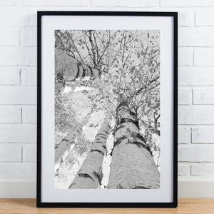 Vertical Birch Tree Canopy print, Door County photo, black and white picture, birch tree wall art, large canvas decor, 5x7 8x10 11x14 40x60"