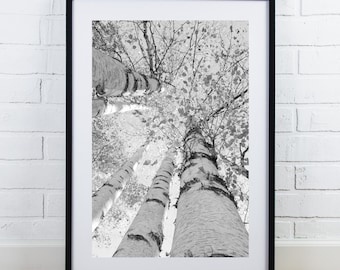Vertical Birch Tree Canopy print, Door County photo, black and white picture, birch tree wall art, large canvas decor, 5x7 8x10 11x14 40x60"
