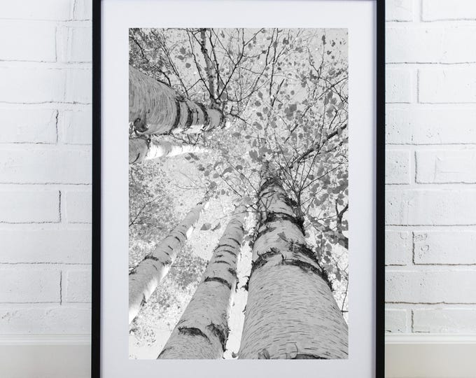 Vertical Birch Tree Canopy print, Door County photo, black and white picture, birch tree wall art, large canvas decor, 5x7 8x10 11x14 40x60"