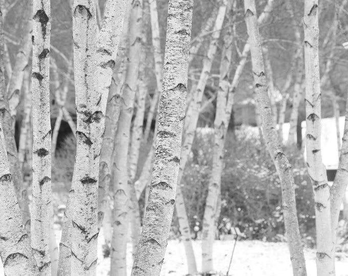 VERTICAL Birch Trees wall art, black and white birch tree print, winter art, birch tree woods photo, large canvas wall decor 5x7 to 32x48"