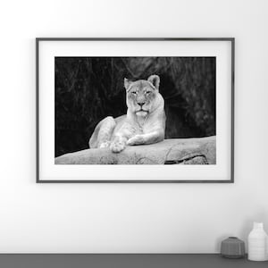 Lioness picture, black and white art lion photo print, zoo animal photography, large paper or canvas wall decor, 5x7 8x10 20x30 24x36 30x45