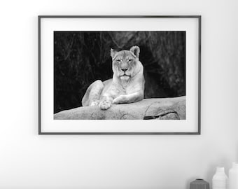 Lioness picture, black and white art lion photo print, zoo animal photography, large paper or canvas wall decor, 5x7 8x10 20x30 24x36 30x45