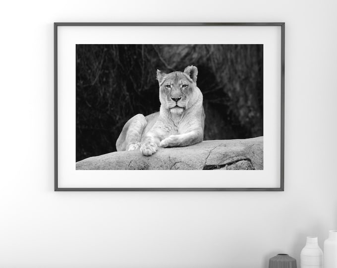 Lioness picture, black and white art lion photo print, zoo animal photography, large paper or canvas wall decor, 5x7 8x10 20x30 24x36 30x45