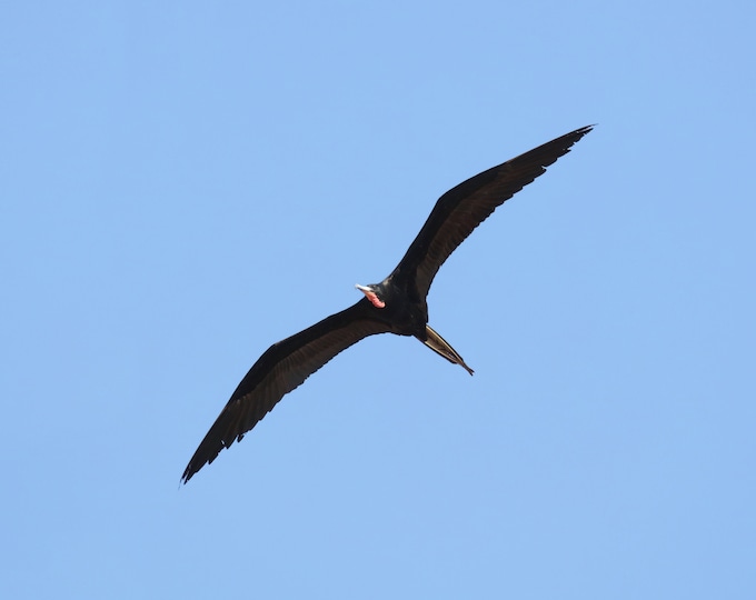 Male Magnificent Frigatebird print, Florida wall art, bird art, frigate bird in flight, Florida gift, framed bird lover gift, 5x7 to 20x30"