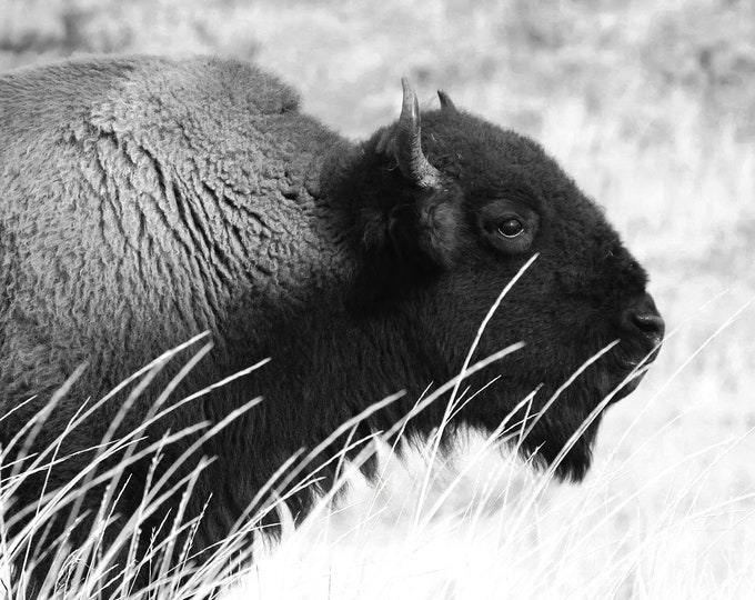 Bison photo print, buffalo wall art, Yellowstone NP picture, animal decor, black and white photography, large paper or canvas, 5x7 to 20x30"