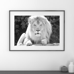 Lion art print, large animal picture, black and white photo, paper or canvas, nursery wall decor, nature photography, 5x7 8x10 up to 32x48"