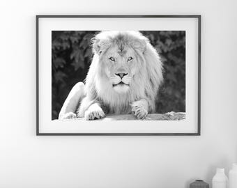Lion art print, large animal picture, black and white photo, paper or canvas, nursery wall decor, nature photography, 5x7 8x10 up to 32x48"