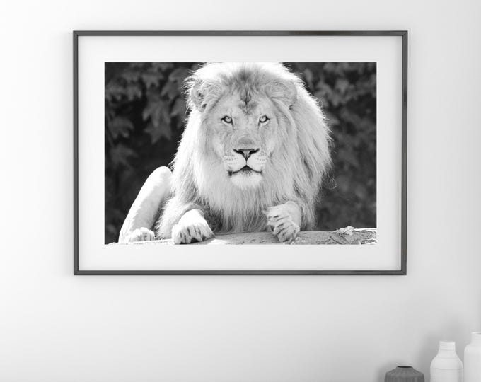 Lion art print, large animal picture, black and white photo, paper or canvas, nursery wall decor, nature photography, 5x7 8x10 up to 32x48"