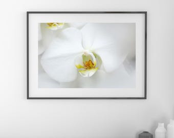 White Orchid print, white Phalaenopsis orchid picture, floral wall art, over bed wall art, above couch art, orchid canvas, 5x7 to 40x60"