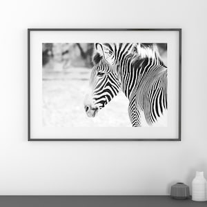 Zebra photo print, black and white picture, zoo animal, wall art nature photography gift, paper or canvas, nursery decor 8x10 11x14 to 30x45