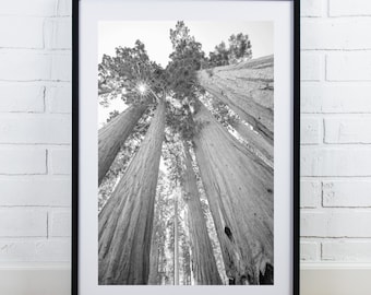 Sequoia National Park print, black and white tree picture, large photo of redwoods, California wall art, framed photo, canvas, 5x7 to 40x60"