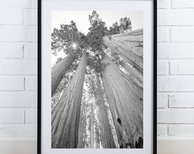 Sequoia National Park print, black and white tree picture, large photo of redwoods, California wall art, framed photo, canvas, 5x7 to 40x60"