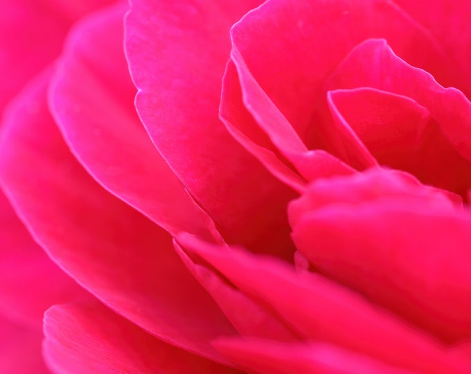 Red/ Pink Rose print, floral photography, red wall art, above bed/ over the couch art, picture of rose, framed or canvas, 5x7 to 32x48"