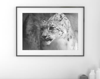 Snow Leopard print, large animal picture, snow leopard wall art decor, black and white photo, canvas, nature photography, 5x7 8x10 to 24x36"