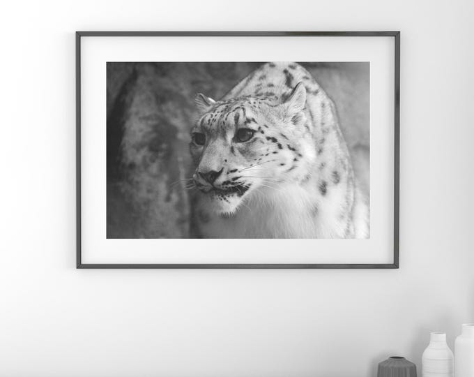Snow Leopard print, large animal picture, snow leopard wall art decor, black and white photo, canvas, nature photography, 5x7 8x10 to 24x36"