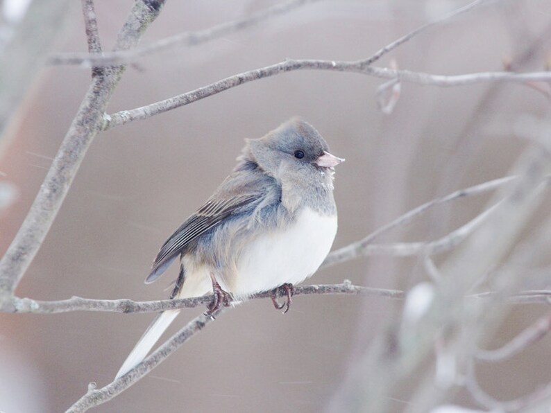 Bird photography Junco picture cute bird in snow photo image 2