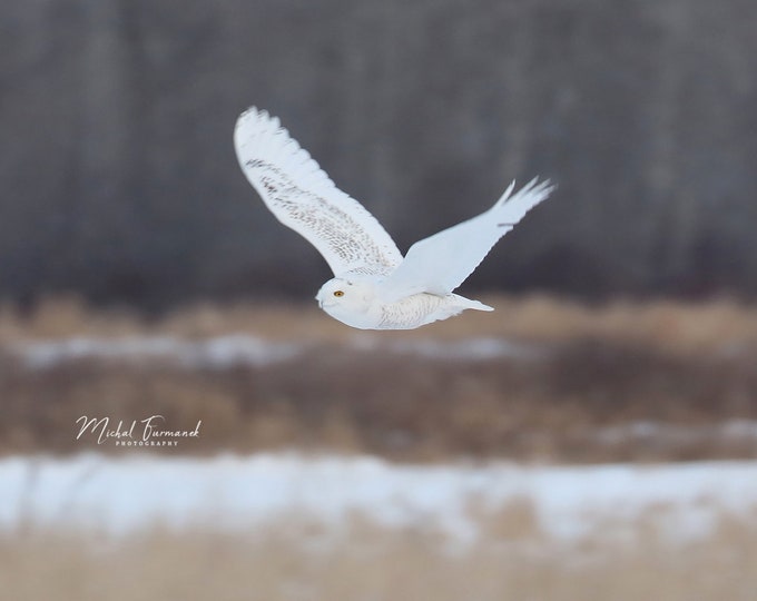 Snowy Owl photo print, bird of prey wall art, nature photography, owl in flight picture, paper or canvas decor, 5x7 8x10 to 12x18 inches